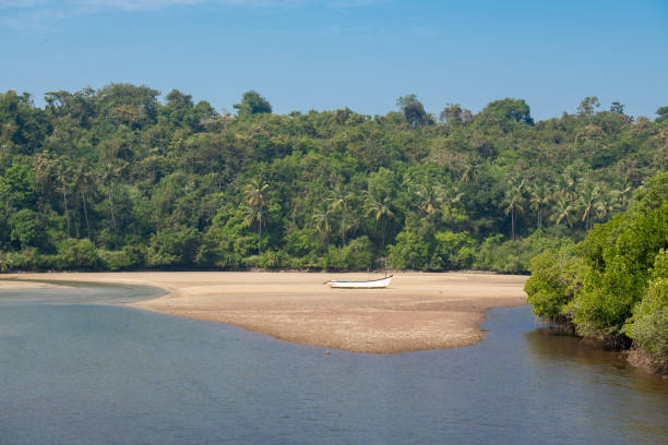 istock Landscape along river with palm trees and mangroves. 1972228849