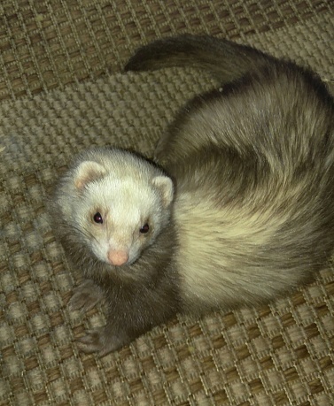 Ferrit cuteness