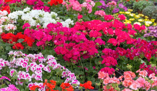 istock Colorful fresh and beautiful potted flowers 1972241178