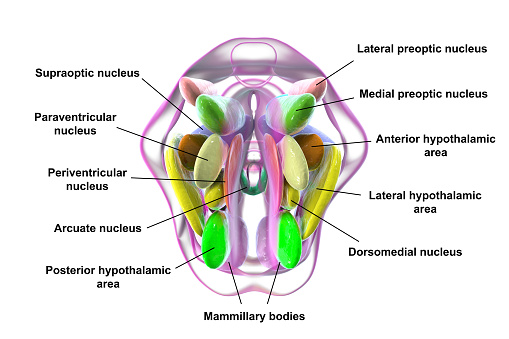 Detailed 3D illustration of hypothalamic nuclei, showcasing the brain's vital control center for various physiological functions, top view.