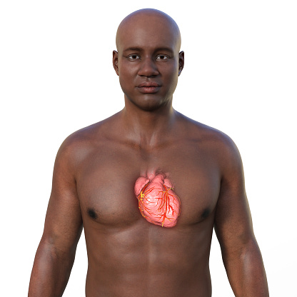 A 3D photorealistic illustration of the upper half part of an African man with transparent skin, revealing detailed anatomy of the heart