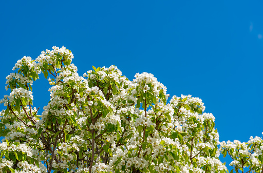 Blossoming pear tree against the blue sky, Ukraine