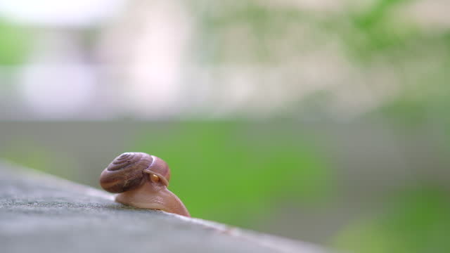 Little Snail Feeding in Garden.