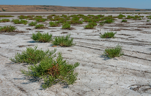 Ð¡ommon glasswort, glasswort (Salicornia europaea), Salt tolerant plants on cracked earth at the bottom of a dried salty estuary