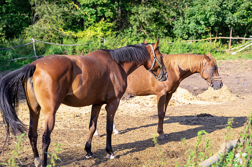 A pair of bay horses photographed from the side against the background of a deciduous forest. The animals are kept in a pen.