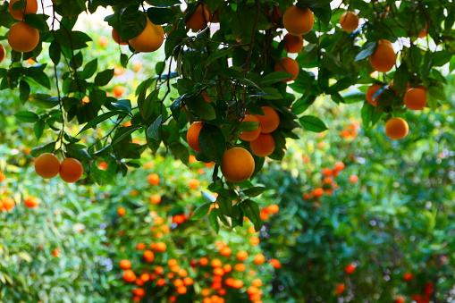 Orange trees in the courtyard of the Silk Lodge, Valencia, Spain