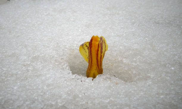 istock Crocuses, spring flowers sprout from the snow 1972268280