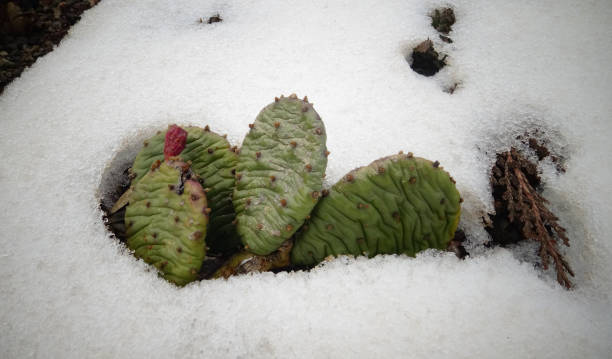 istock Hibernating in the open ground cacti, in the spring under the snow 1972268790