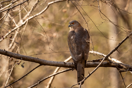 Wild Shikra or Accipiter badius or little banded goshawk male bird of prey closeup perched in natural green background in hot summer season outdoor wildlife safari at forest of india