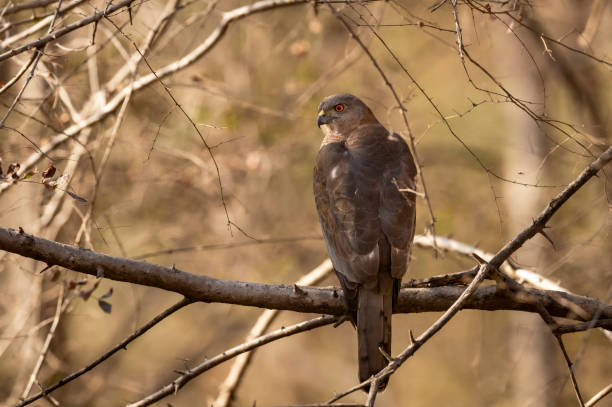 Wild Shikra or Accipiter badius or little banded goshawk male bird of prey closeup perched in natural green background in hot summer season outdoor wildlife safari at forest of india Wild Shikra or Accipiter badius or little banded goshawk male bird of prey closeup perched in natural green background in hot summer season outdoor wildlife safari at forest of india galapagos hawk stock pictures, royalty-free photos & images