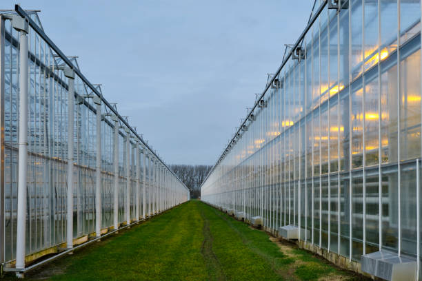 Illuminated industrial greenhouse with yellow lights growing tomato plants under a cloudy sky in winter. Concept of industrial food production