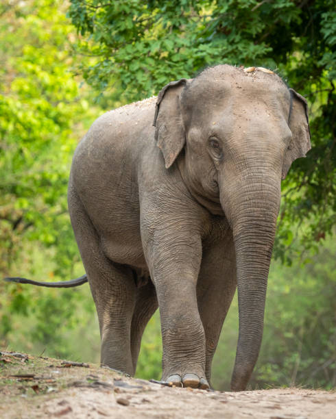 istock wild aggressive asian elephant or Elephas maximus indicus roadblock walking head on in summer season and natural green scenic background safari at bandhavgarh national park forest madhya pradesh india 1972272151