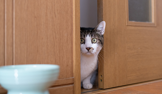Cat peeking through the gap in the door