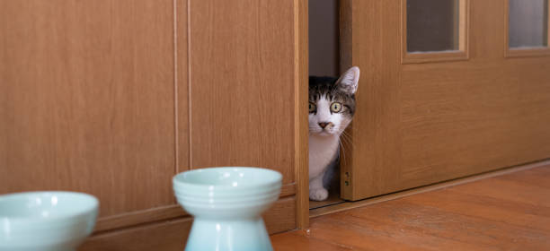 istock Cat peeking through the gap in the door 1972298666
