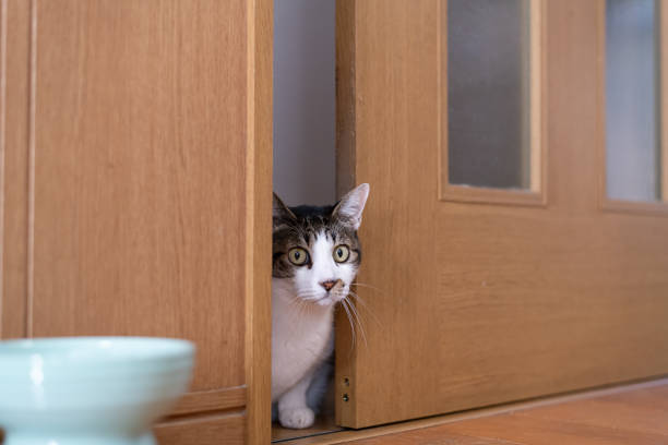 istock Cat peeking through the gap in the door 1972298693
