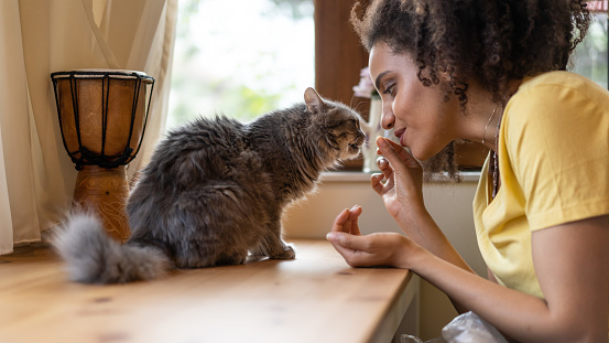 Young afro woman petting and feeding her domestic cat at home