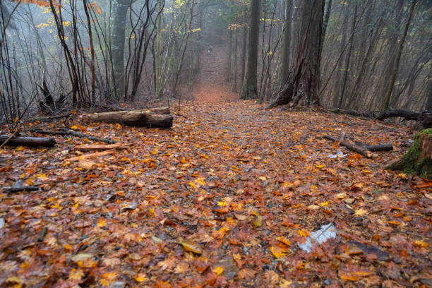 A foggy late autumn forest