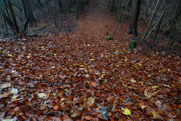 A foggy late autumn forest