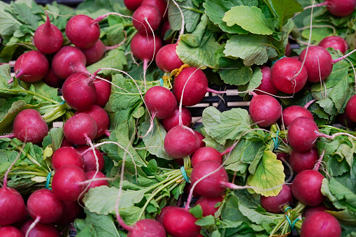 Freshly harvested, colorful radish. Growing radish. Growing vegetables in the box in store