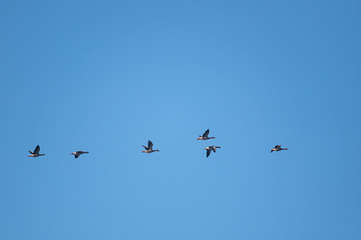 Greylag Goose (Anser Anser) flying in a row in the blue sky during a winter day in Overijssel, Netherlands.