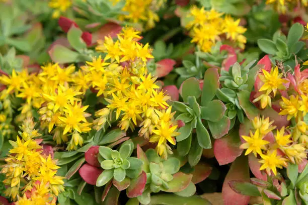 Yellow flowers of Sedum stonecrop palmeri subsp palmeri tetraploid