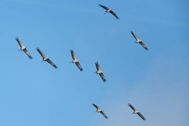 istock Crane birds or Common Cranes flying in mid air during the autumn migration 1972306740