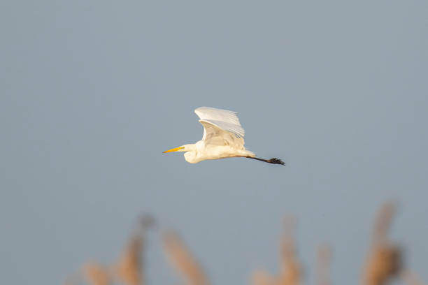 Great egret (Ardea alba), also known as the common egret, large egret or (in the Old World) great white heron in the Reevediep swamp area in Overijssel, Netherlands.