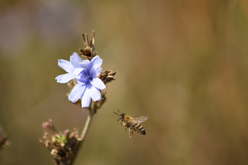 Close-up of bee pollinating common chicory flower with blurred background