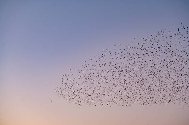 istock Starling murmuration with flying birds in the sky during sunset 1972309443