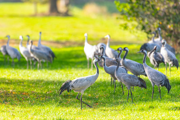 The Blue Crane, Grus paradisea, is an endangered bird specie endemic to Southern Africa. It is the national bird of South Africa
