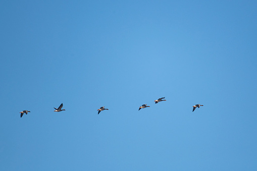 Greylag Goose (Anser Anser) flying in a row in the blue sky during a winter day in Overijssel, Netherlands.