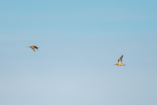 Pair of eurasian curlew or common curlew birds  (Numenius arquata) flying in mid air during springtime over the Reevediep in Overijssel, Netherlands.