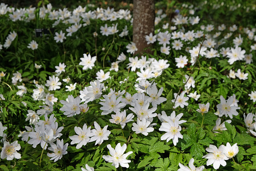 White Wood anemone, ladys nightcap, also known as moon flower, in bloom