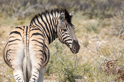 Image of zebra, Equus quagga, or Equus burchellii in the shade beneath a tree in Etosha National park Namibia