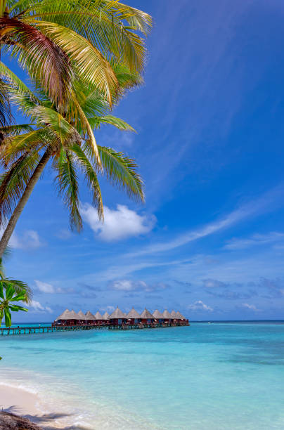 istock Over water villas in blue ocean under palm tree 1972325298
