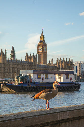 A yellow duck bird stands poised atop a perch, surveying its surroundings against the backdrop of the illustrious Big Ben in Westminster, London, on a radiant sunny day. This enchanting scene captures the harmonious blend of nature and iconic landmarks in the heart of the UK capital