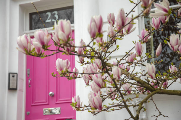 Blooms of Elegance: Pink Magnolia Blossoms Adorn London's Streets in Spring