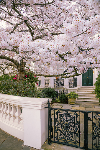 Pink cherry tree blossom flowers on a tree in spring against a typical English building in a street of Kensington, London, England, United Kingdom