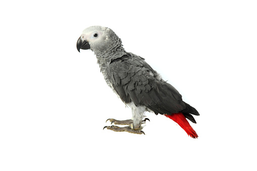 Curious looking african grey parrot on white background