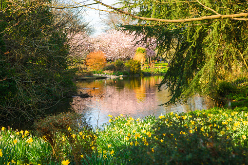 Under the gentle embrace of spring, Ravenscourt Park in London comes alive with vibrant hues and lively scenes. The tranquil pond reflects the colorful foliage of surrounding trees, and yellow flowers, while ducks and swans gracefully glide across its shimmering surface. Bathed in sunlight, this picturesque park offers a serene escape on a sunny spring day, inviting visitors to immerse themselves in the beauty of nature's awakening in London, UK