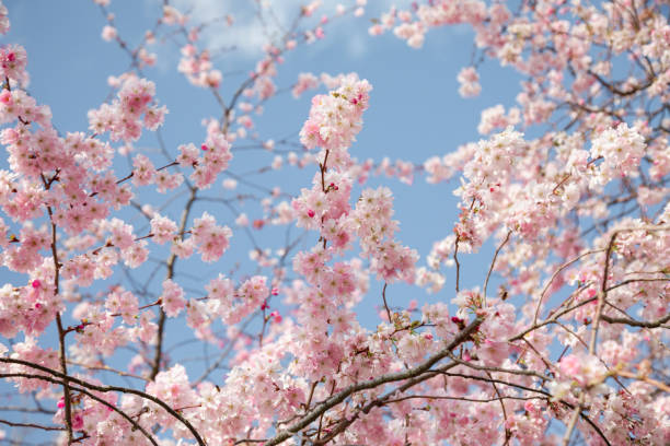 cherry blossom flowers and sunshine - cherry blossom flower head spring flower - fotografias e filmes do acervo