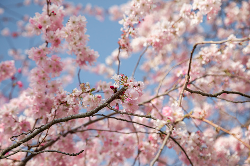 Pink cherry tree blossom flowers at spring over natural blue sky background