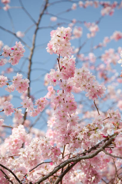 cherry blossom flowers and sunshine - clear sky flower part flower macro ストックフォトと画像