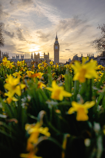 In the warm embrace of a sunset over London, vibrant daffodil yellow flowers paint the foreground, framing the iconic silhouette of Big Ben and the Parliament. A breathtaking scene where the beauty of nature and the architectural splendor of the city converge in a moment of golden-hour magic