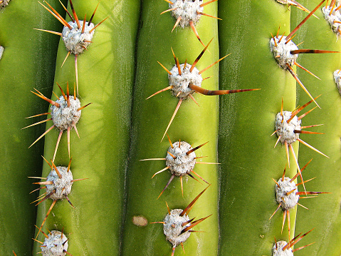 Detail of the vertical ribs of a cactus that surround it from top to bottom. Numerous areoles are seen from which the spines of the cactus arise.