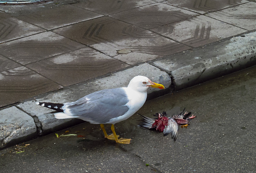 A seagull pecks and eats a dead bird near the city of Varna, Bulgaria