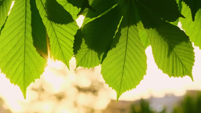 Close-up of the green chestnut leaves in the spring season at sunset
