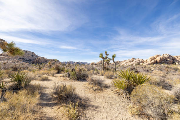 istock Daylight Dance: Joshua Trees in the Desert's Silent Embrace 1972365183