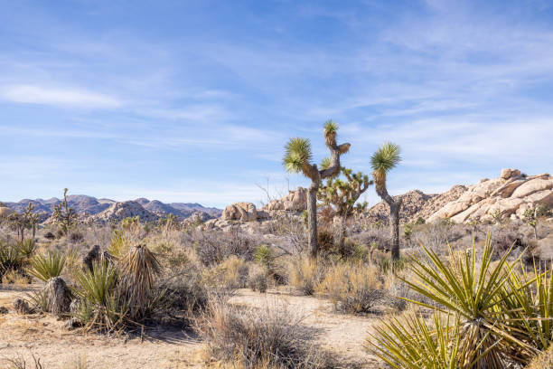 istock Daylight Dance: Joshua Trees in the Desert's Silent Embrace 1972365186