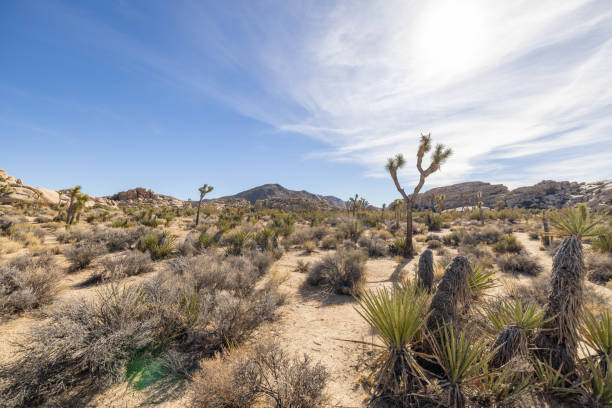 istock Daylight Dance: Joshua Trees in the Desert's Silent Embrace 1972365217